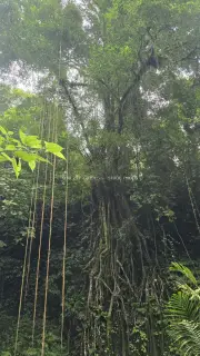 Ancient Banyan Tree with Aerial Roots in Bali Jungle