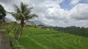Jatiluwih Rice Terraces Bali Tropical Landscape Mountain View