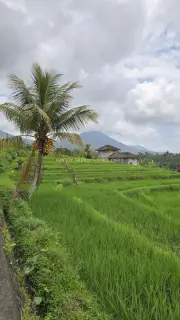 Jatiluwih Rice Terraces Bali with Palm Tree and Mountain