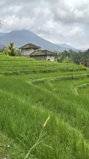 Jatiluwih Rice Terraces Bali Traditional Farmer House Mountain