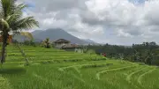 Jatiluwih Rice Terraces Bali Mountain Landscape