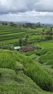 Jatiluwih Rice Terraces Bali Landscape with Traditional Huts