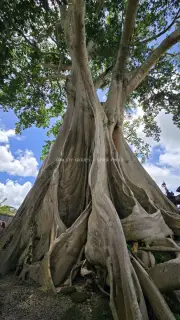 Ancient Bayan Tree Bali Massive Trunk Roots