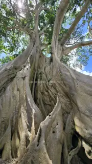 Ancient Banyan Tree Bali Tropical Landmark