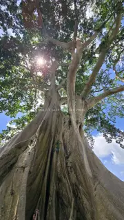 Ancient Bayan Tree Bali Upward Angle Sunlight