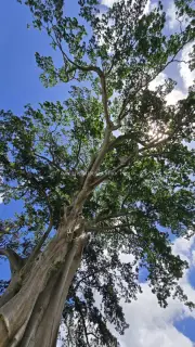 Ancient Bayan Tree Canopy Bali Indonesia Landscape
