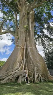 Ancient Bayan Tree Bali Indonesia Landmark