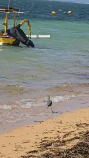 Grey Heron Bird Takes Flight from Sanur Beach B-roll Footage