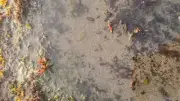 Golden Sunset on Bali Beach with Seaweed and Ocean Waves B-roll Footage