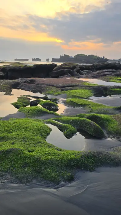 Vibrant Green Moss Rocks on Mengening Beach at Sunset, Bali - stock photo