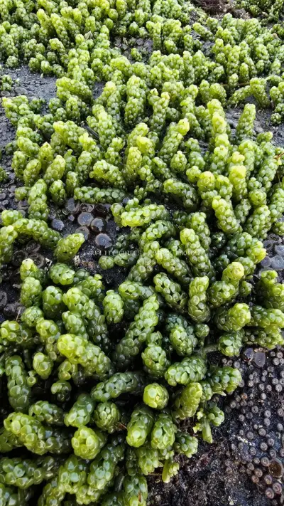 Vibrant Green Sea Grapes Algae on Bali Beach Rocks - stock photo