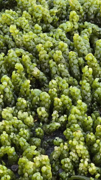 Vibrant Green Sea Grapes Algae Growing on Bali Beach - stock photo