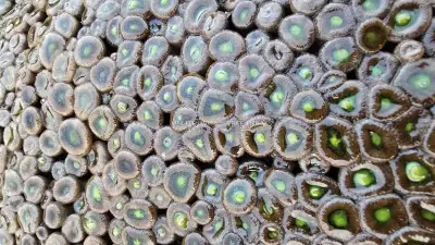 Vibrant Green Zoanthid Colony on Coastal Rocks in Bali - stock photo