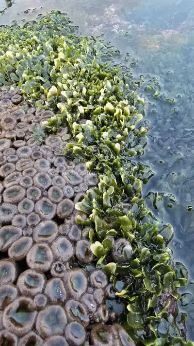 Vibrant Green Seaweed and Marine Organisms on Bali's Mengening Beach Shore - stock photo