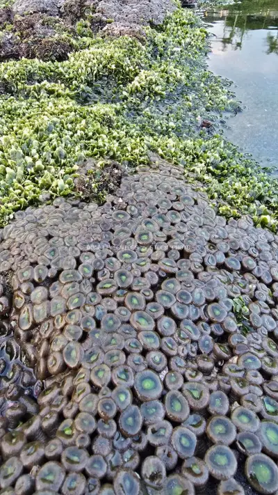 Vibrant Zoanthid Coral and Green Algae on Bali's Mengening Beach - stock photo