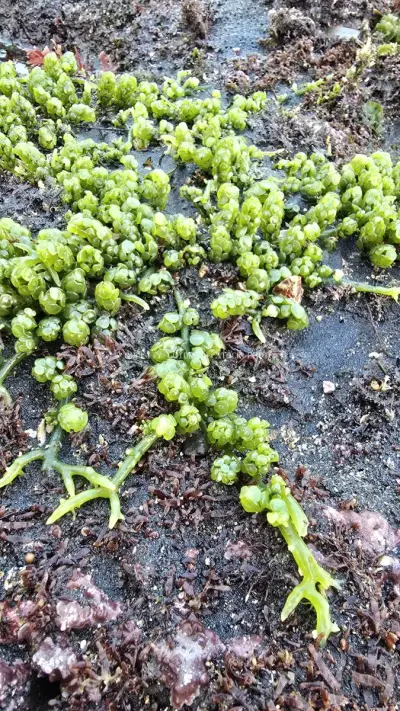 Vibrant Green Sea Grapes Algae on Dark Volcanic Sand - stock photo