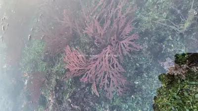 Vibrant Red Seaweed Thriving in Clear Bali Tide Pool - stock photo