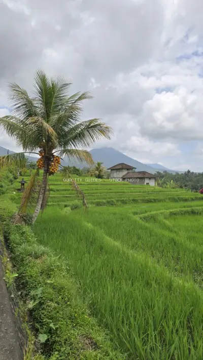 Jatiluwih Rice Terraces Bali with Palm Tree and Mountain - stock photo