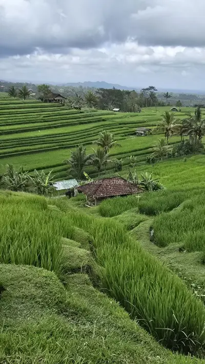 Jatiluwih Rice Terraces Bali Landscape with Traditional Huts - stock photo