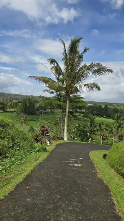 Tropical Palm Tree Overlooking Jatiluwih Rice Terraces Bali - stock photo