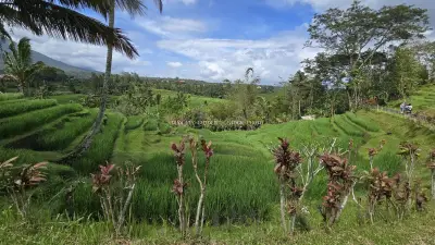 Jatiluwih Rice Terraces Bali Tropical Landscape - stock photo