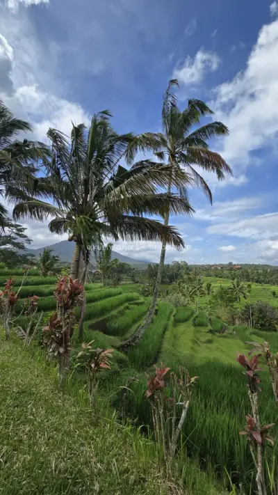Jatiluwih Rice Terraces Bali Tropical Landscape - stock photo