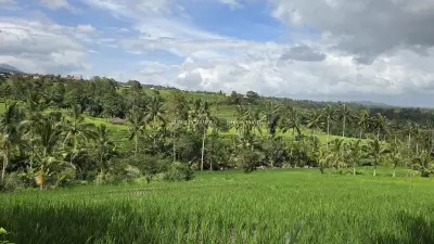 Jatiluwih Rice Terraces Bali Landscape with Coconut Palms - stock photo