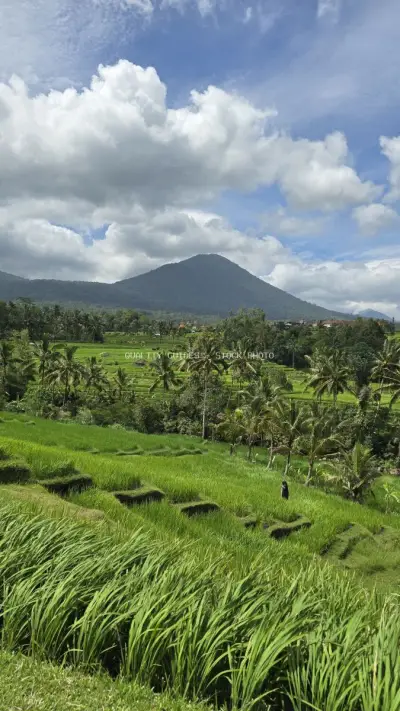 Jatiluwih Rice Terraces Bali Volcano Mountain Landscape - stock photo