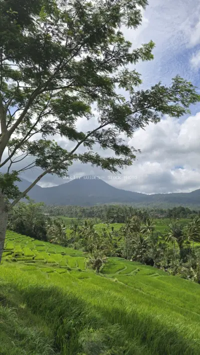 Jatiluwih Rice Terraces with Volcano Mountain Bali - stock photo