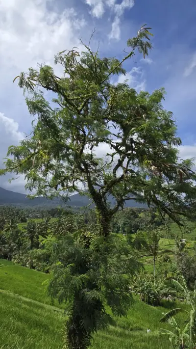 Ancient Tree in Jatiluwih Rice Terraces Bali Landscape - stock photo