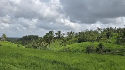 Jatiluwih Rice Terraces Bali Landscape with Palm Trees - stock photo