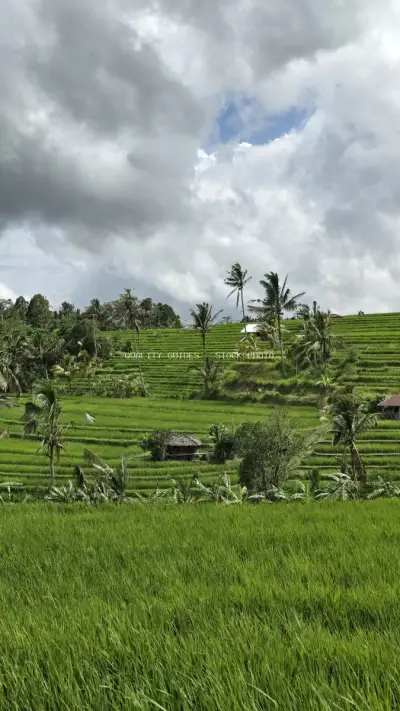 Jatiluwih Rice Terraces Bali Landscape with Palm Trees - stock photo