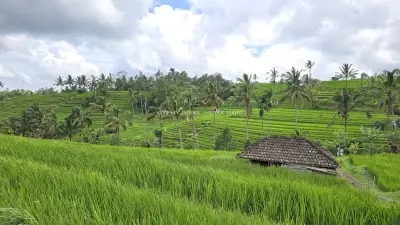 Jatiluwih Rice Terraces Bali Tropical Landscape - stock photo