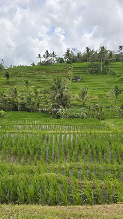 Jatiluwih Rice Terraces Bali Landscape Agriculture - stock photo