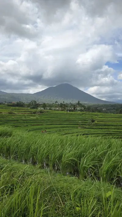 Jatiluwih Rice Terraces Bali Mountain Landscape - stock photo