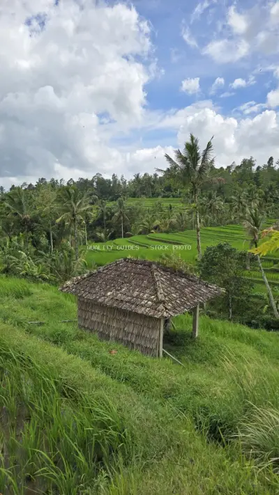 Traditional Balinese Hut Rice Terraces Jatiluwih Bali - stock photo