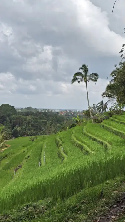 Jatiluwih Rice Terraces Bali Landscape with Palm Trees - stock photo