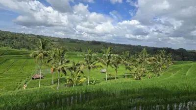 Jatiluwih Rice Terraces Bali Tropical Landscape - stock photo