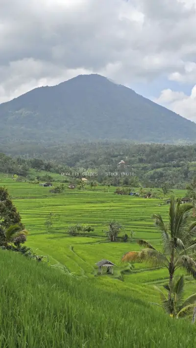 Jatiluwih Rice Terraces with Volcano Mountain Bali - stock photo