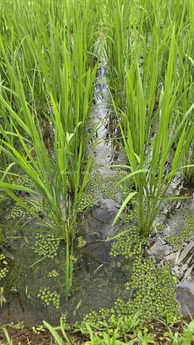 Close-up Rice Paddy Field with Water Channels Bali - stock photo