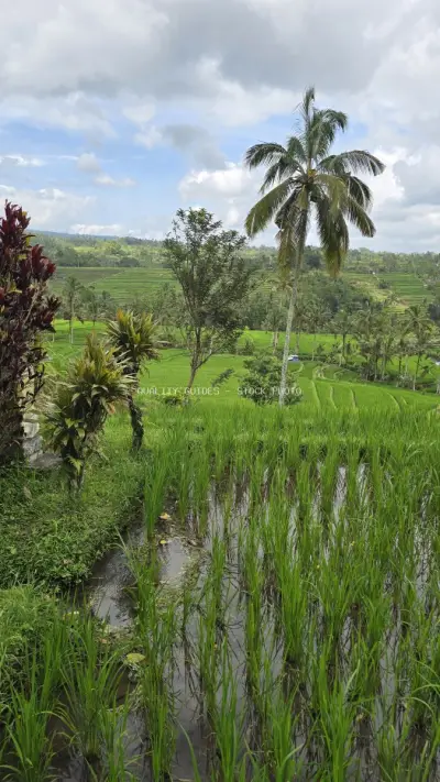 Jatiluwih Rice Terraces Bali Tropical Landscape - stock photo