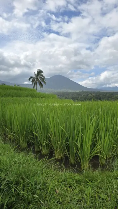 Jatiluwih Rice Terraces Bali Mountain Landscape - stock photo