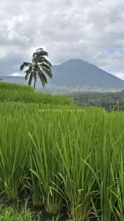 Jatiluwih Rice Terraces Bali Mountain Landscape - stock photo