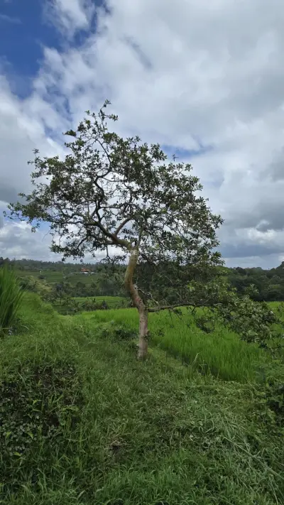 Solitary Tree in Jatiluwih Rice Terraces Bali - stock photo