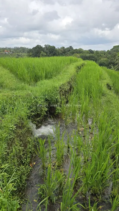 Lush Green Rice Paddies with Irrigation Channels Bali - stock photo