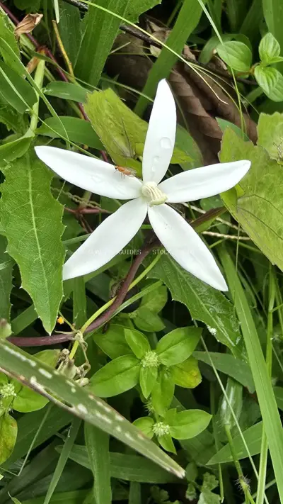 White Jasmine Flower Close-up in Tropical Bali Garden - stock photo