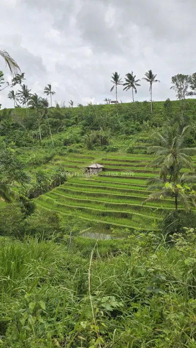 Jatiluwih Rice Terraces Bali Tropical Agricultural Landscape - stock photo