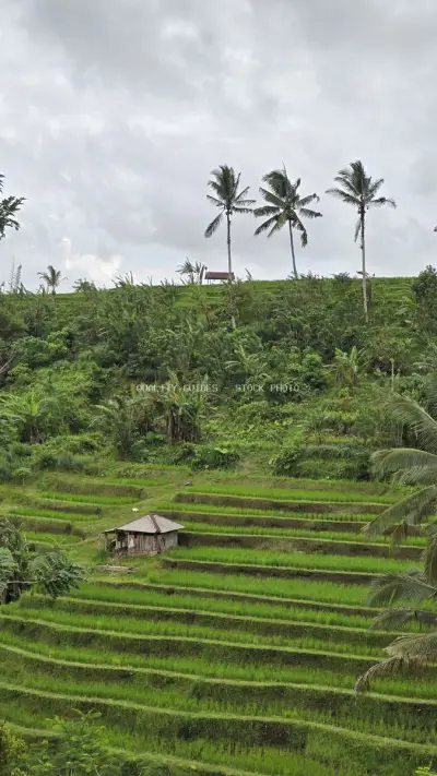 Jatiluwih Rice Terraces Bali Tropical Landscape - stock photo