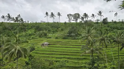 Jatiluwih Rice Terraces Bali Tropical Landscape - stock photo