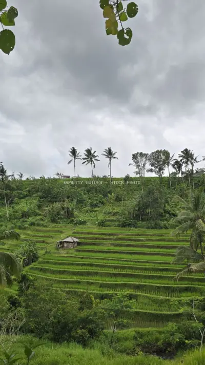 Lush Green Rice Terraces Bali Tropical Landscape - stock photo